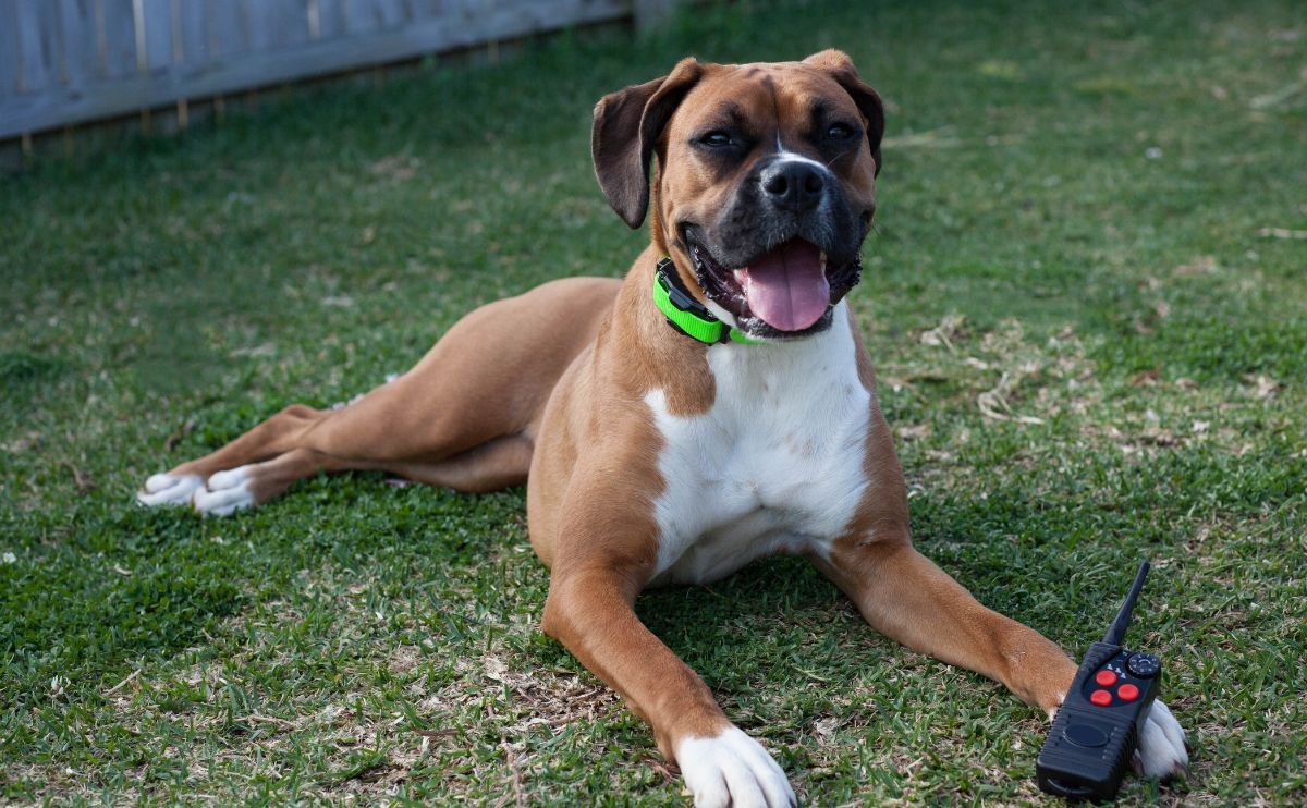 Best 5 Bark Collars in 2026 – Ava's Review