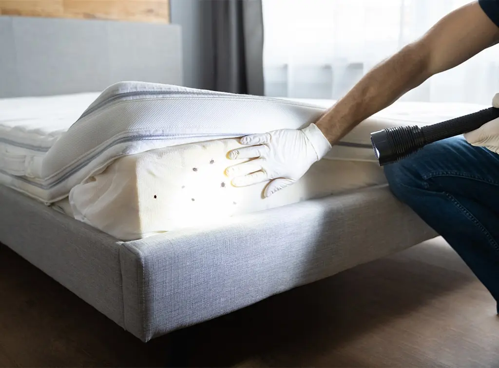Best 5 Bed Bug Sanitizers in 2026 - Ava's Review