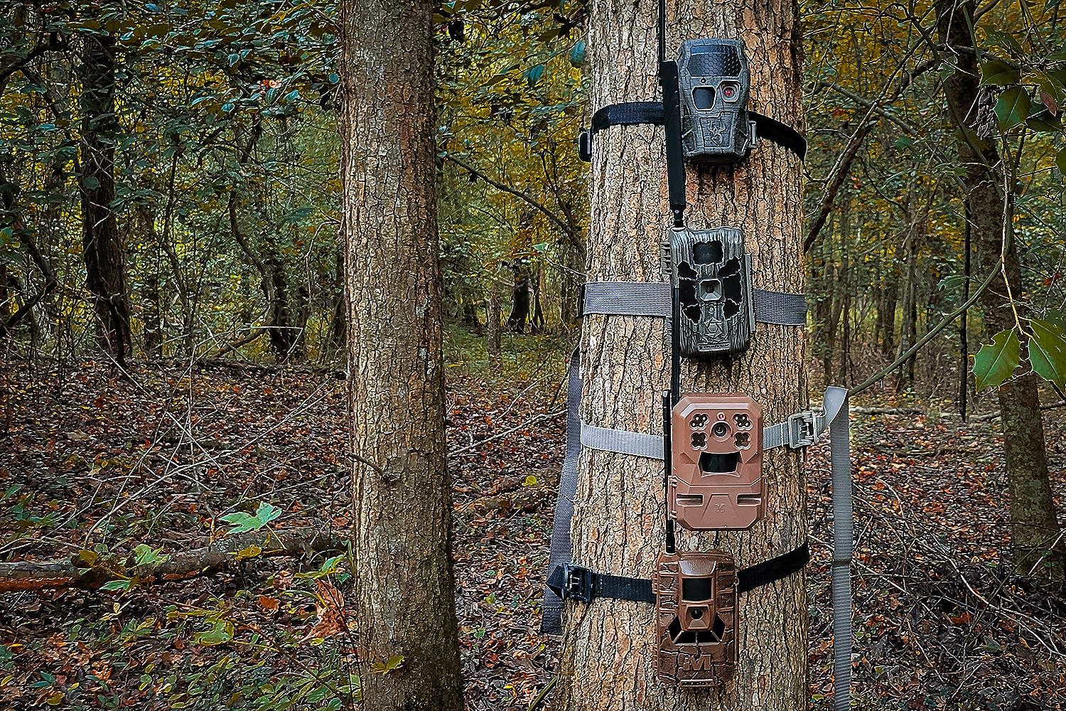 Best 5 Trail Cameras in 2026 – Ava's Review